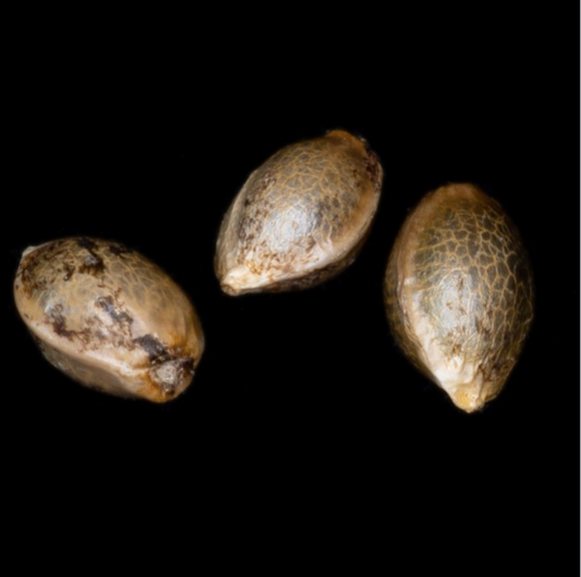 3er-Pack "Cali Berlin" Seeds (regulär)