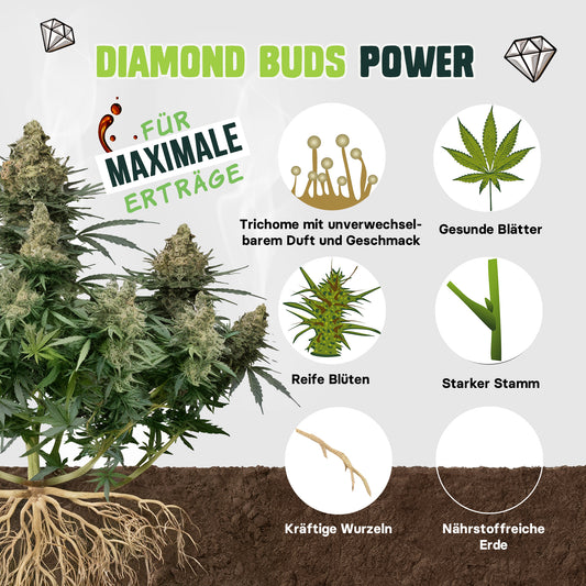 Diamond Buds® Starter-Kit – Bio-Dünger + 3x Royal Gorilla Samen – All-In-One Grow Action!