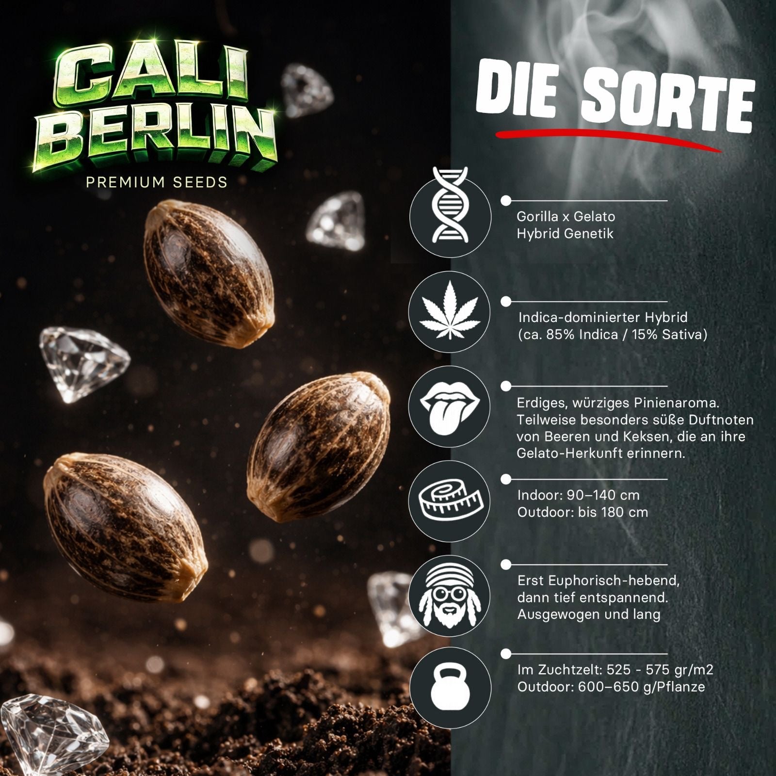 Cali Berlin feminisierte Hybrid Genetik mit modernem Premium Profil