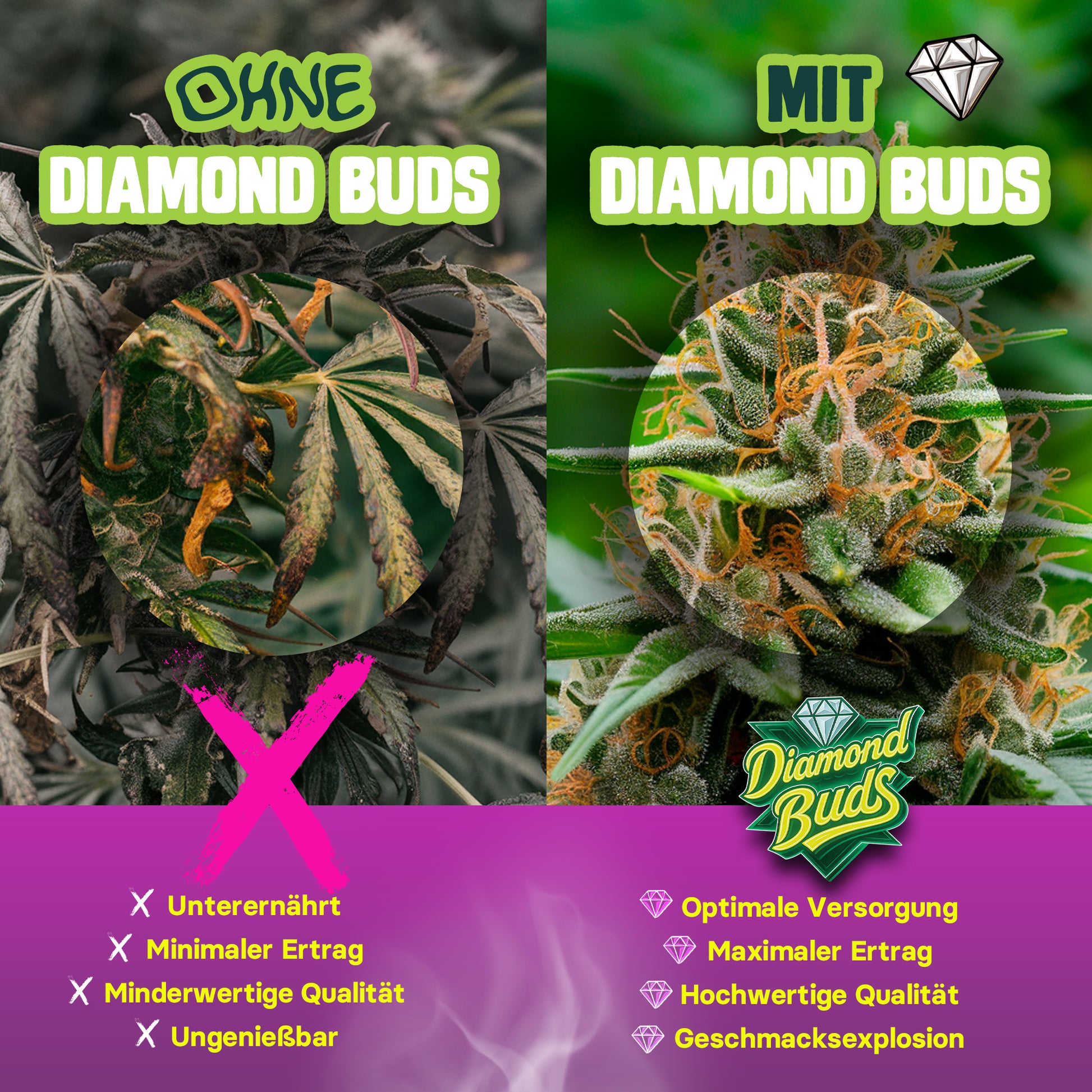 Vergleich Cannabis Pflanzen mit und ohne Bio Dünger