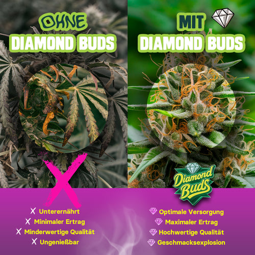 Vergleich Cannabis Pflanzen mit und ohne Bio Dünger